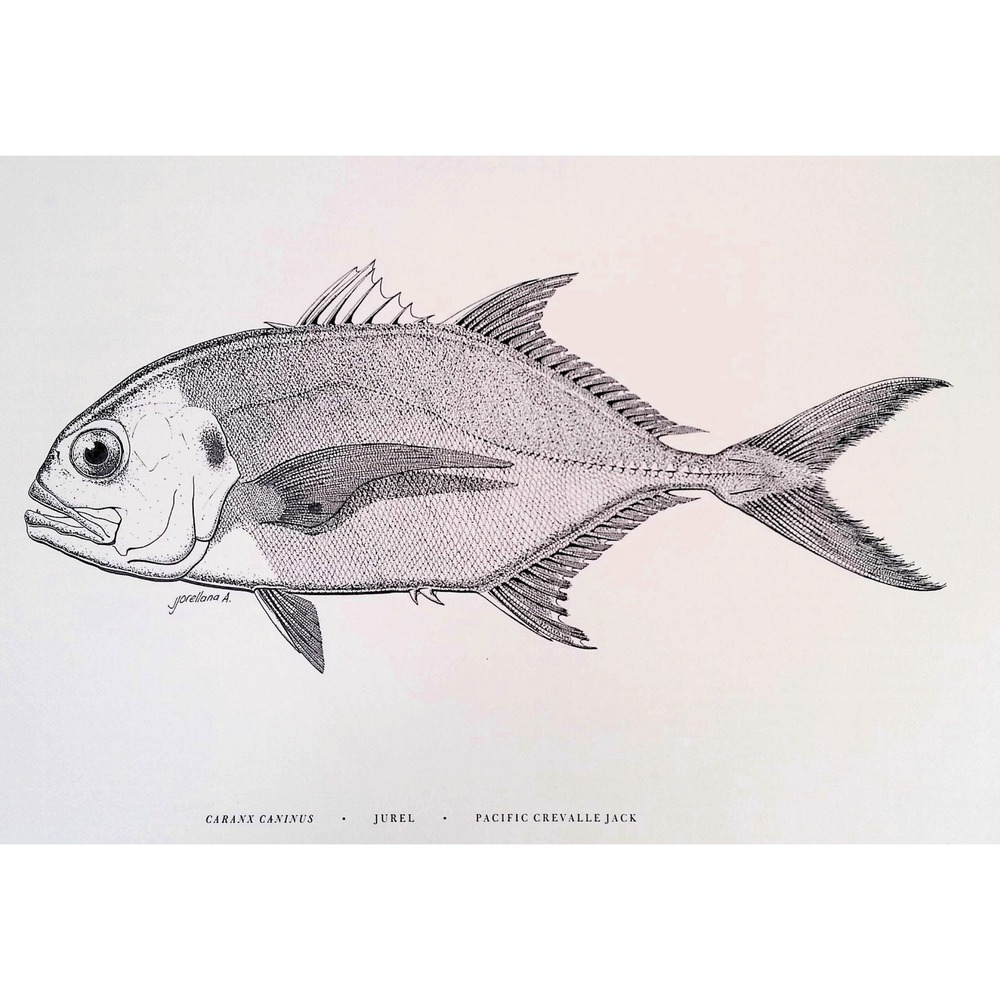 1985 Pacific Crevalle Jack Fish Art Print J Orellana Vintage Book Plate 11x14
